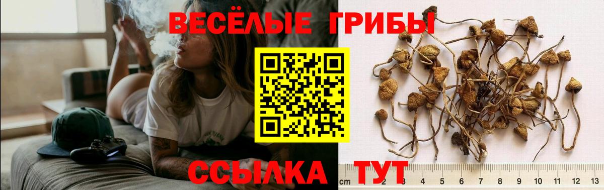 Псилоцибиновые грибы Cubensis Лесосибирск